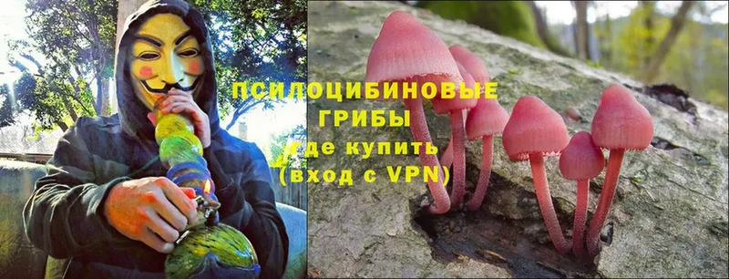 купить наркотики сайты  Орехово-Зуево  Псилоцибиновые грибы Psilocybe 